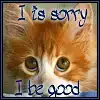 $Sorry_Cat_by_shetakaey.webp