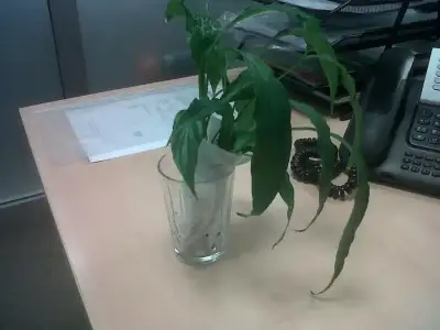 $IMG-20120524-00153.webp $IMG-20120524-00153.webp
