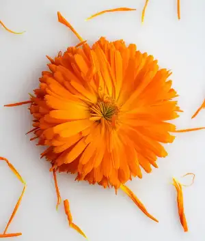 Aynısafa (Calendula) Çiçeği Yüz Maskesi Nasıl Yapılır?