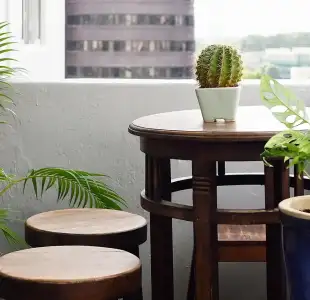 balkon_kaktus_cicek_dekoru.webp