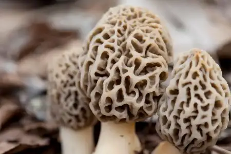 Morel-Mushrooms-by-Kevin-Miyazaki-2000.webp