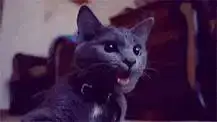 1628750190354.webp