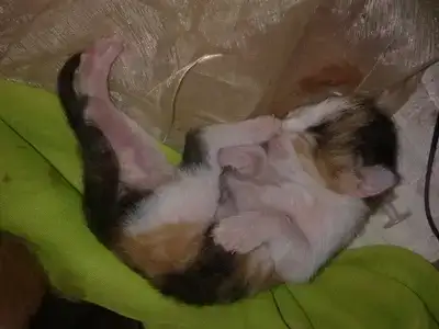 $010720128485.webp