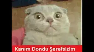 kanımdonduşerefsizim.webp