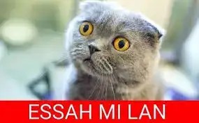essahmılan.webp