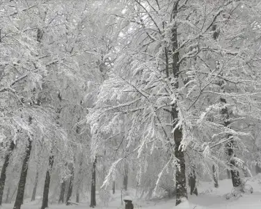 Screenshot_20220313-130315~2.webp