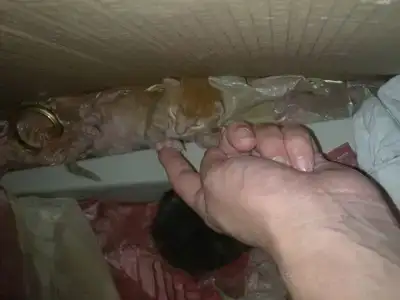 $100720129114.webp