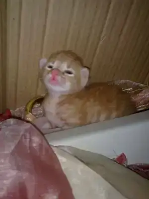 $100720129122.webp