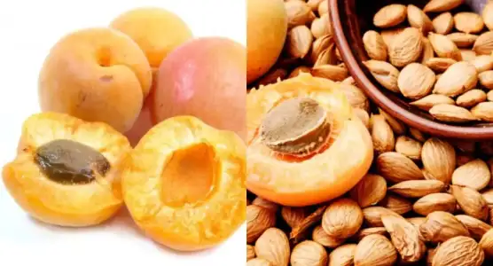 vucut_catlaklari_kayisi_cekirdegi.webp vucut_catlaklari_kayisi_cekirdegi.webp