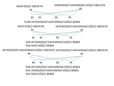 GÖZ.webp
