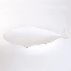 $Biev-Balik-Tabagi-Dizayni[1].webp
