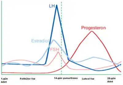 Menstrual-hormonlar.webp
