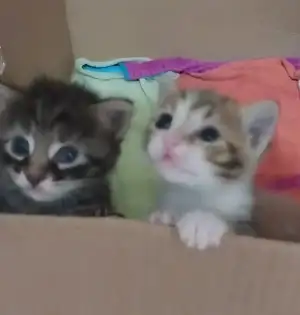 Screenshot_20220615-114222_Video Player.webp