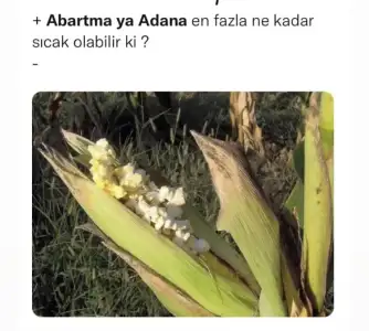 D5F03FC7-70C5-43D5-9F2B-0E16E1D40C8A.webp