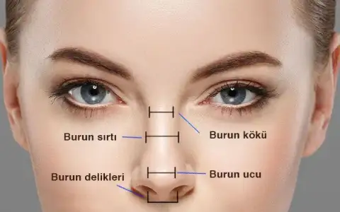 burun-anatomisi-defne.webp