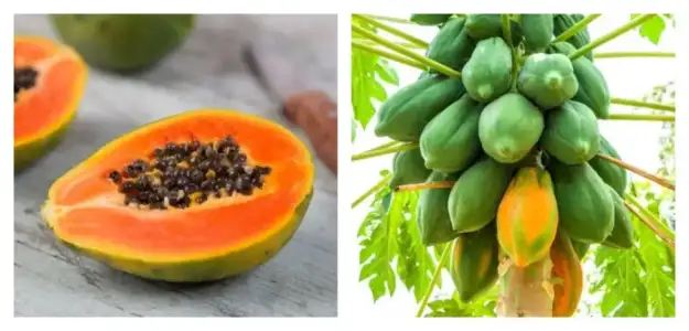 papaya_a_vitamini_beslenme.jpg papaya_a_vitamini_beslenme.jpg
