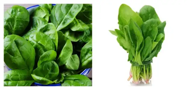 ispanak_a_vitamini.jpg ispanak_a_vitamini.jpg
