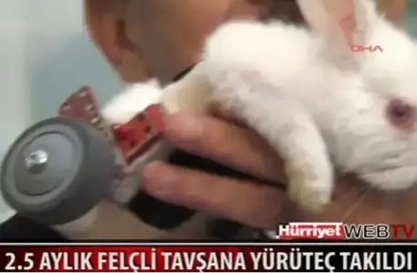 $tav&#351;an2.webp