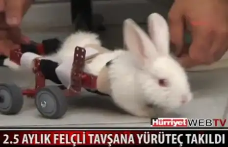 $tav&#351;an3.webp