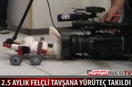$tav&#351;ann.webp