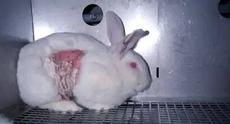 $6735.Gillette_rabbit_465.webp