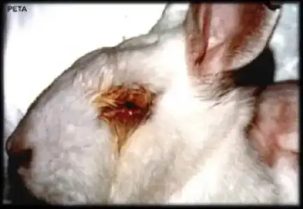 $animal test draizz.webp