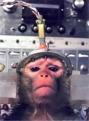 $animal tested.webp