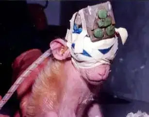 $Animal Testing 1.webp