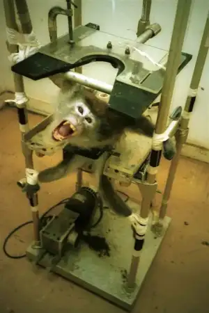 $Animal testing 4.webp