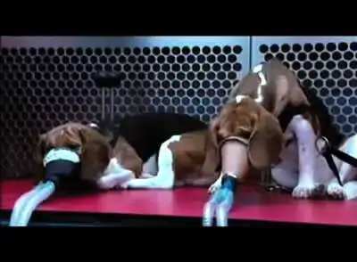 $animaltesting.webp