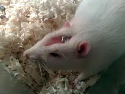 $Medical-Tests-on-lab-rats_-Right-or-wrong.webp