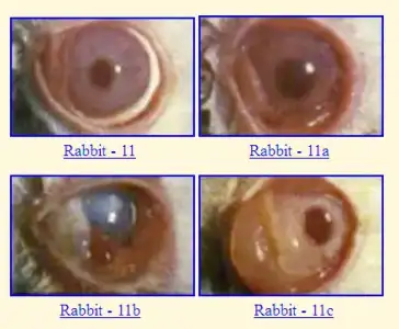 $rabbt.webp