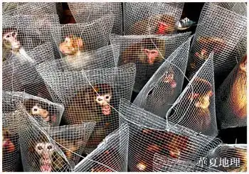 $singes_vivisection.webp