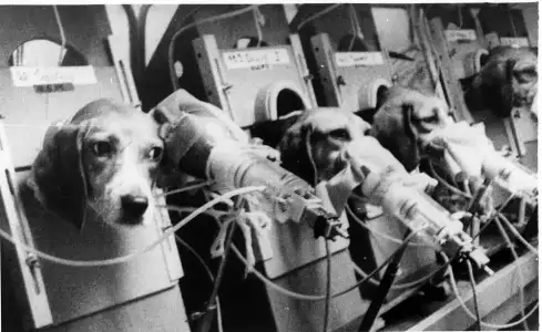 $smoking_beagles.webp
