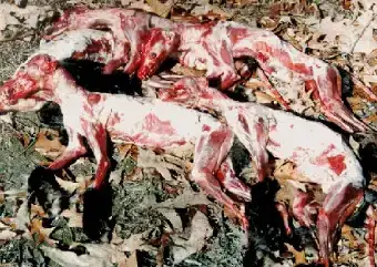 $The Skinned Remains of Fur Animals.webp