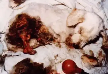 $vivisection.webp