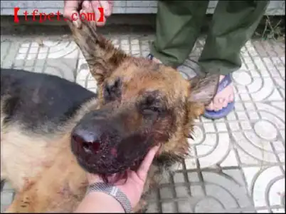$dog-cruelty-43.webp