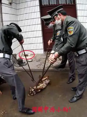 $dog-cruelty-39.webp