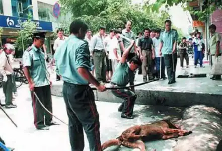 $dog-cruelty-33.webp