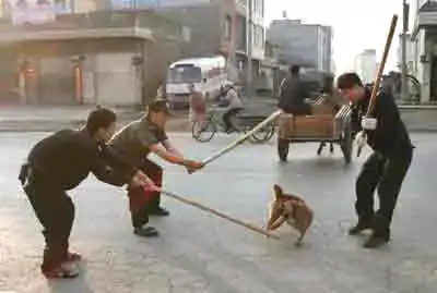 $dog-cruelty-32.webp