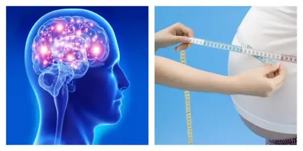 yagli_beslenme_beyin_kucultuyor_obezite.jpg yagli_beslenme_beyin_kucultuyor_obezite.jpg