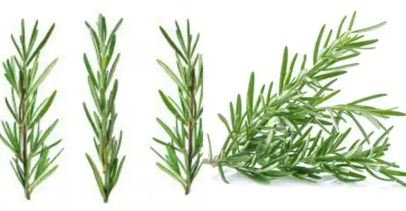 demans_biberiye.webp demans_biberiye.webp