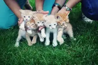 $Kitten_Family_by_MoonCakeA.webp