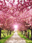 $1443-pink_blossom.pink blossom.gif $1443-pink_blossom.pink blossom.gif