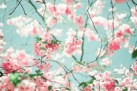 $pembe-c3a7ic3a7ek-yec59fil-yaprak.webp $pembe-c3a7ic3a7ek-yec59fil-yaprak.webp