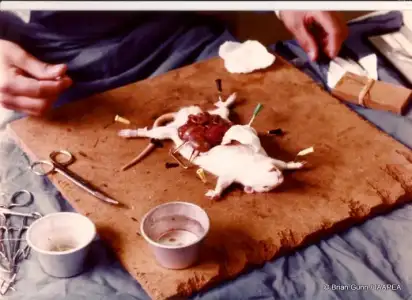 $animal-testing-research-photo.webp