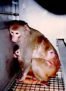 $stop vivisection.webp