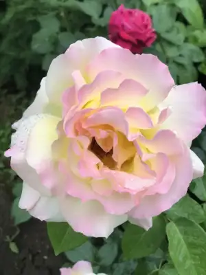 6D5D2FD3-480D-49B6-93D9-D0C05D15BC32.webp