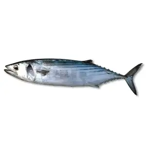 palamut_baligi_kolajen_uretimi.webp