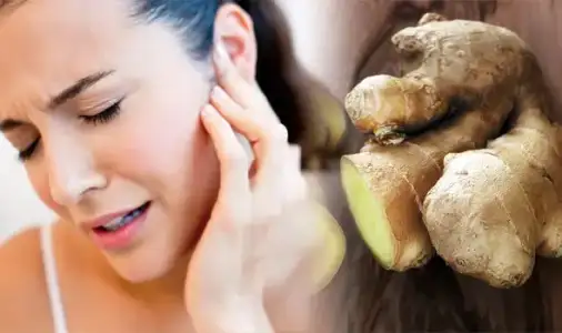 kulak_agrisina_zencefil.webp